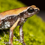 new-species-frog-ghats