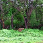 Abujmarh_restricted_area_in_chattisgarh-copy