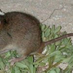 Bramble-cay-melomys