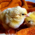 chicks-573377_1920