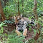 Tadoba tiger reserve, coal mines, road widening project, Naghbid-Mul, Hinganghat-Mul, Chandrapur-Allapalli, tourism, ecotourism, forest department, Maharashtra, Moharli, homestay, Chandrapur, wildlife corridor,