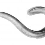 hagfish, sharks, hagfish slime, biomaterials, mathematical models, Navier-Stokes equations, Stokes regime, Newtonian fluids, hydrodynamics, drag force, inertia, US Navy,