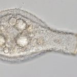 Padaungiella lageniformis