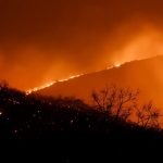 Bandipur forest fire, Mudumalai sanctuary, tigers, elephants, Wayanad, timber, forest conservation, controlled forest fires, Lantana camara, adivasi, Kattunayakan, grasses, C4 grass,