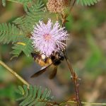 Apis dorsata, neonics, pesticides, rock bees, pollination, agriculture, Intergovernmental Platform on Biodiversity and Ecosystems Services, Indian Council of Agricultural Research, SeasonWatch, Axel Brockmann, NCBS, iNaturalist, Bangalore Meeting on Asian Bees,