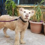 A white lion cub in a private zoo in Karachi