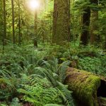 The protected Cathedral Grove, British Columbia, Canada. Photo courtesy Sang Trinh/Flickr