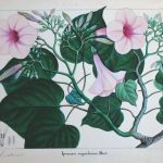 botanical art, KS Manilal, Hortus Malabaricus Indicus, Marg magazine, colonial India, top news, headlines, science news, Ars Botanica, Mulk Raj Anand, Ebba Koch, Mughal architecture, Royal Botanic Garden Edinburgh, Le Jardin de Lorixa, botany, plant paintings,