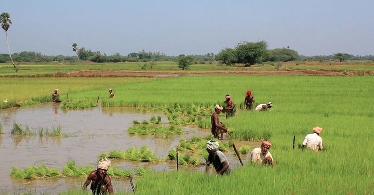 Who Controls What Farmers Grow? A First-Person Account From Yavatmal. - Vimarsana News