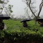 Tea plantation workers in Assam pluck leaves while it rains. Credit: Nazdeek