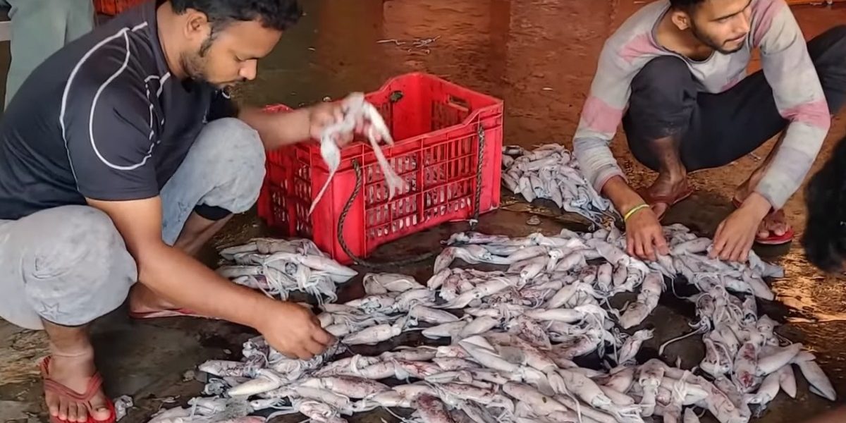 Watch | In Ratnagiri's Jaitapur, Fishermen Vehemently Oppose Nuclear Plant