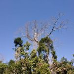 Pakke Tiger Reserve, Arunachal Pradesh, hornbill, great hornbill, oriental pied hornbill, wreathed hornbill, Nature Conservation Foundation, Himalaya, Nyishi, Dumsi Nala, hornbill nest, Natural History Museum London,