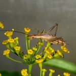 tree-cricket
