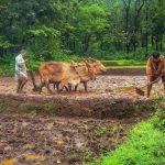 Kokan-Farmer-Sindhudurg-Goa-Nature-Green-2795521