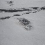 Indian Army, Indian Army yeti, abominable snowman, biodiversity crisis, Himalayan brown bear, Himalayan black bear, Tibetan brown bear, Gobi Desert, Himalaya, citizen science, bigfoot, sasquatch, Linnaean shortfall, Alfred Russel Wallace, binomial nomenclature, species conservation, mass extinction, Wallacean shortfall,
