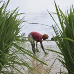 paddy-irrigation-reuters