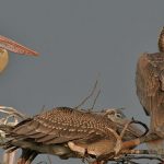 Mandya, Karnataka, Kokkare Bellur, spot-billed pelicans, Contracaecum, endoparasites, helminth parasites, southwest monsoons, drought, Bharathiar University, Salim Ali Centre for Ornithology and Natural History, SACON, Echinostoma, Sathyamangalam Tiger Reserve,