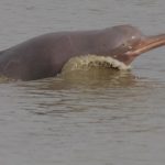 1200px-Platanista_gangetica_noaa