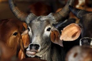 Cattle Smuggling Case: CBI Searches Multiple Locations in West Bengal