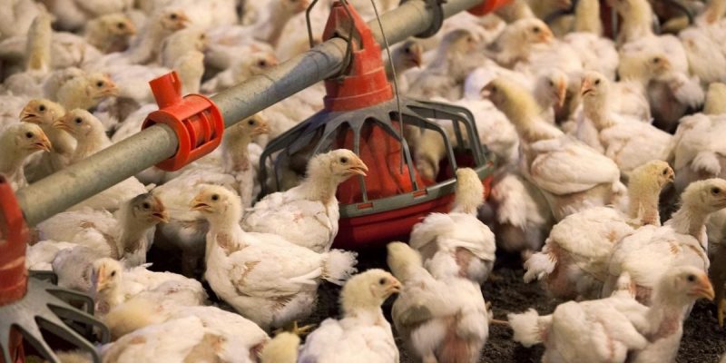 Bird Flu: Maharashtra Culls 40,000 Poultry Birds in Navapur - Vimarsana News