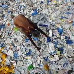 plastic pollution, plastic waste, plastic waste import, special economic zones, MoEFCC, Union environment ministry, Basel Convention, Hazardous and Other Wastes (Management and Transboundary Movement) Rules 2016, electronic waste, landfill, prior informed consent, plastic ban, single use plastics,