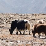 Sikkim-yaks