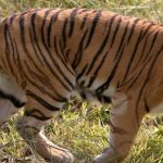 Royal Bengal Tiger, Climate change tigers, Sundarbans