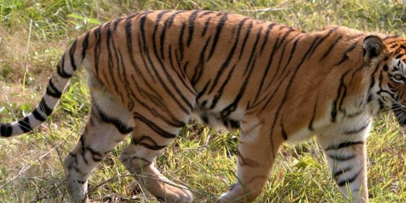 Study Suggests There May Be No Tigers in the Sundarbans by 2070