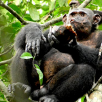 chimpanzee