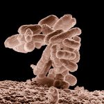 Syn61, Escherichia coli, synthetic genome, chromosomes, algae biofuel, hybrid organisms, double helix, codon, serine, Jason Chin, synthetic biology, genetic modification, ExxonMobil, climate change, Bharatiya Janata Party, Adani Group, building blocks of life,