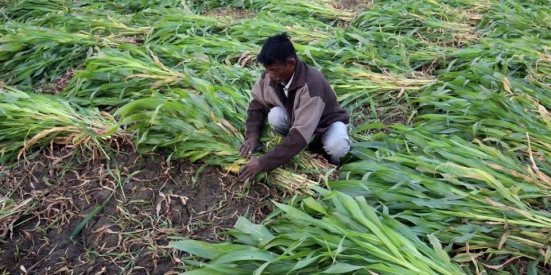 Futures and Derivatives: Can Farmer Producer Organisations Take Some of the Risk out of Farming? - Vimarsana News