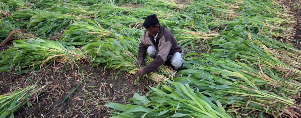 A farm worker harvests maize crop in a field on the outskirts of Ahmedabad, India, February 1, 2019. Credit: REUTERS/Amit Dave