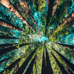 Cities and Canopies, Harini Nagendra, Seema Mundoli, trees, nationalism, compensatory afforestation, deforestation, tree felling, tribal rights, Adivasis, science education, urban ecology, Azim Premji University,