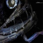 The transparent teeth of the deep-sea dragonfish