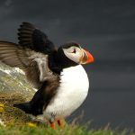 puffin, Bering Sea, Alaska, climate change, starvation, Alaska Anchorage, Audubon Society, alcid, guillemots, common murres, seabirds, mass extinction, migratory birds,