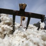 cotton_Reuters