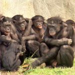 bonobos, chimpanzees, sex life, animal mating, cultural knowledge, menopause, patriarchy, matriarchy, philopatric, primatology, Homo sapiens, orcas,