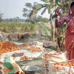 sunderban-farming