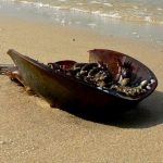 A living fossil that is important to the food chain, horseshoe crabs have been crawling on the planet a couple of hundred million years before dinosaurs.