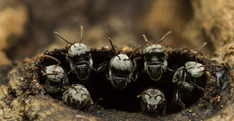 Why India's Insects Are Disappearing