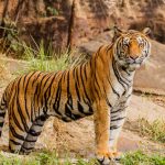 tiger