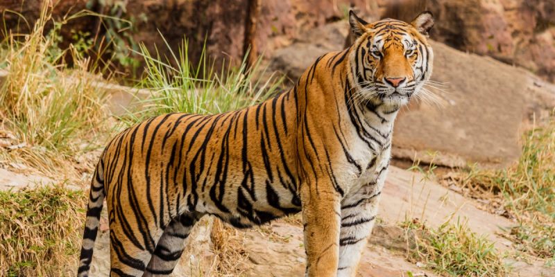 Latest Census Data 'Insufficient' to Draw Any Conclusions on Tiger Numbers, Say Experts - Vimarsana News