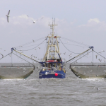 marine overexploitation, fishing, fishing vessels, squid jiggers, whaling vessels, factory ships, trawlers, trawling, bycatch, Elinor Ostrom, climate change, global heating, tragedy of the commons, sustainable fishing, seafood,