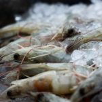 tiger-prawn
