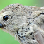 darwin-finch