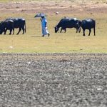 Thiruverkadu, Thiruvallur, Cooum river, Chennai water crisis, Tamil Nadu drought, Kosasthalaiyar river, Poondi reservoir, Red Hills reservoir, groundwater, hand-pumps, Pallikaranai marshlands, Chennai, Tamil Nadu, top news, headlines,