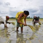 FILE PHOTO: Women plant rice saplings at a paddy field in a village in Nagaon district