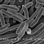 autism, autism spectrum disorder, gut microbiome, gut microbiota, gut flora, Escherichia coli, mouse models, GABA, neurotransmitters, RNA, DNA, taurine, 5-aminovaleric acid, agonists,