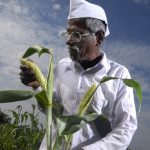 sorgum, millets, rice, wheat, monsoons, kharif crop, climate change, global heating, pearl millet, finger millet, climate variability, drought,