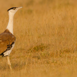 Great_Indian_bustard1